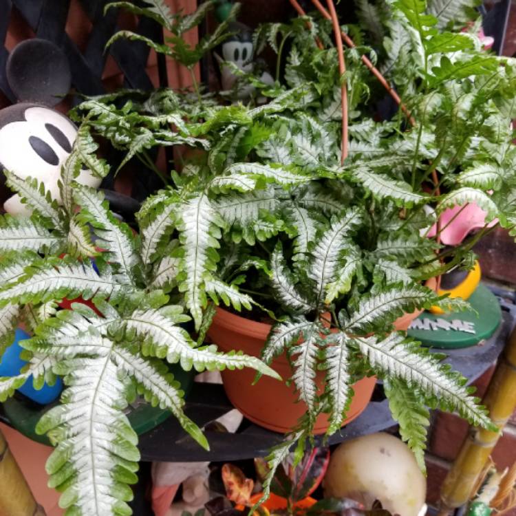 Plant image Pteris Argyraea