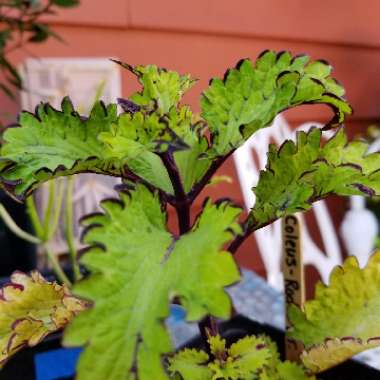 Solenostemon scutellarioides  syn. Plectranthus scutellarioides, Coleus scutellarioides, Coleus blumei