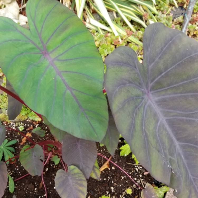 plant image 816692