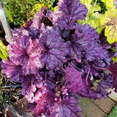 Heuchera 'Forever Purple'