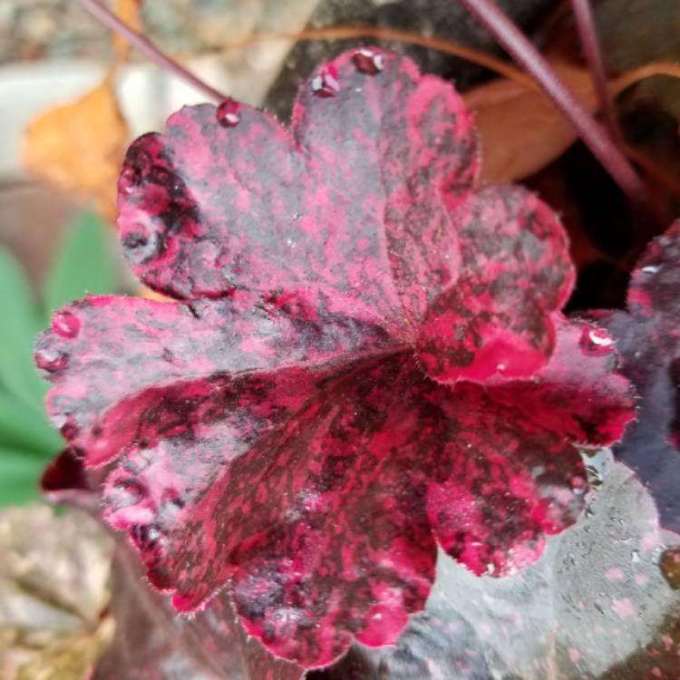 Plant image Heuchera 'Midnight Rose'