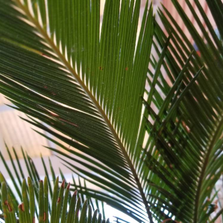 plant image 824780 plant image 824780