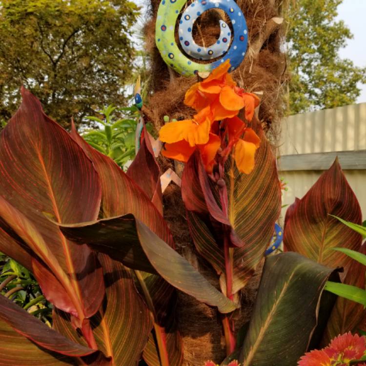 plant image 825483 plant image 825483