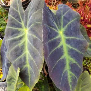 Colocasia esculenta 'Mojito'