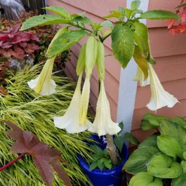 Brugmansia 'Betty Marshall'