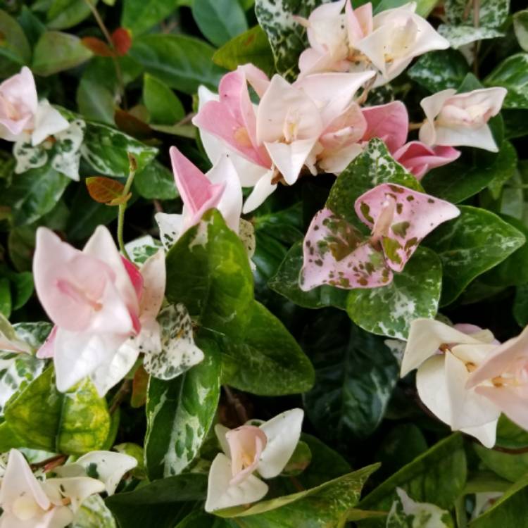 Plant image Trachelospermum jasminoides 'Tricolor'