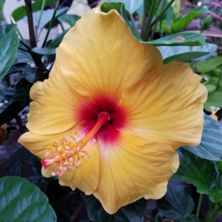 Plant image Hibiscus rosa-sinensis 'Sunset Yellow'