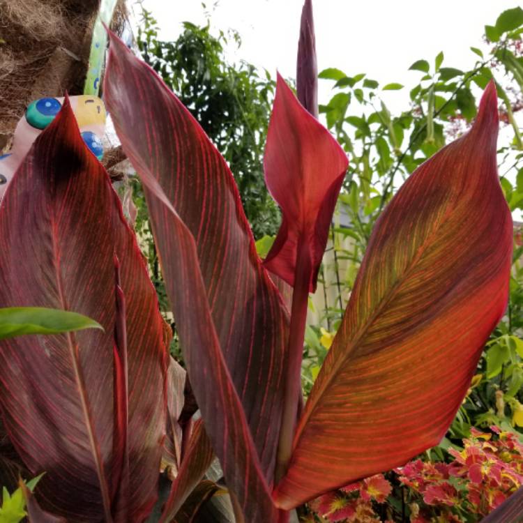 Canna 'Phasion' syn. Canna 'Durban', Canna 'Tropicanna', Canna 'Inferno ...