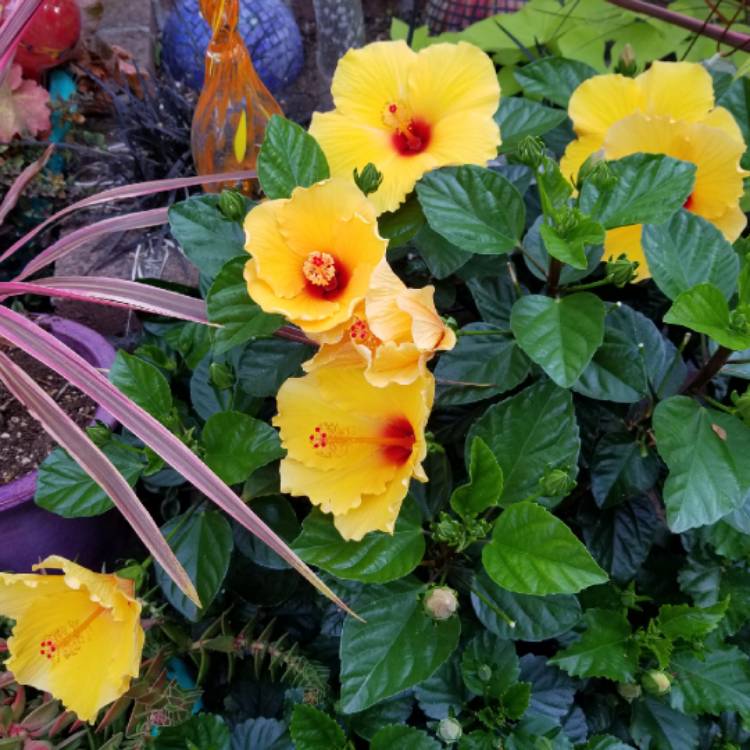 plant image 839536 plant image 839536