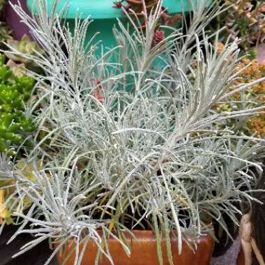 Helichrysum thianschanicum 'Icicles'