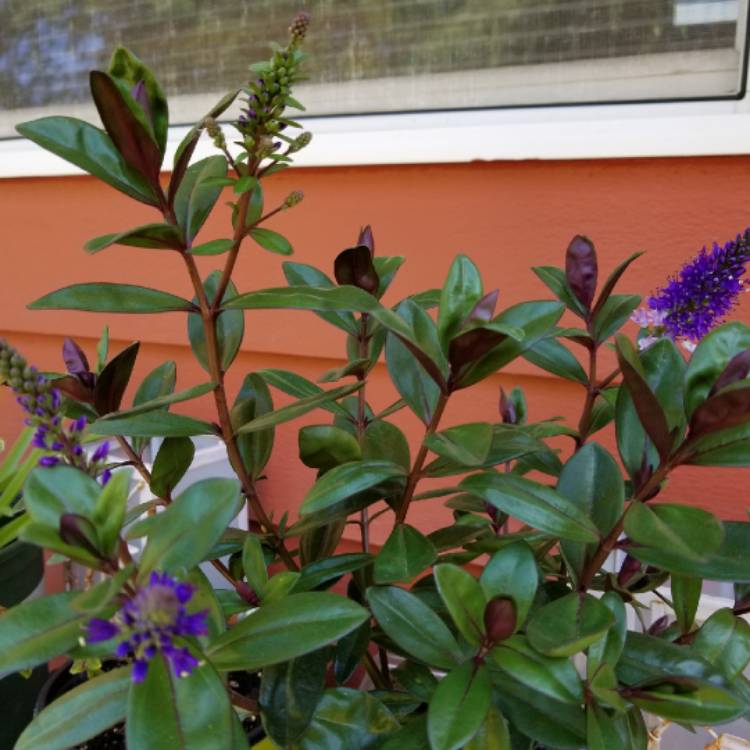 plant image 840921