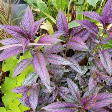 Strobilanthes dyeriana 'Persian Shield'