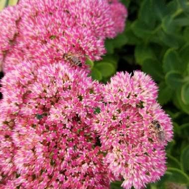 Sedum Erythrostictum Frosty Morn