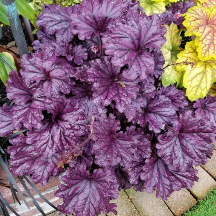 plant image 847267 plant image 847267