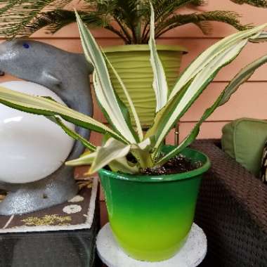 Furcraea Foetida
