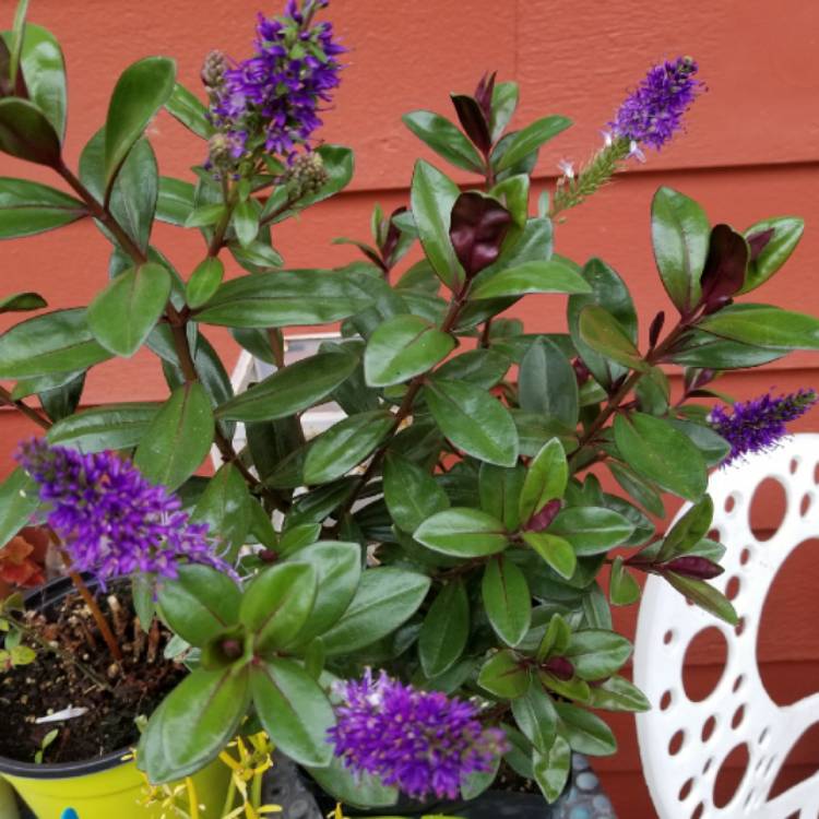 plant image 847524