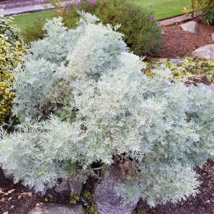 Plant image Artemisia schmidtiana 'Nana'