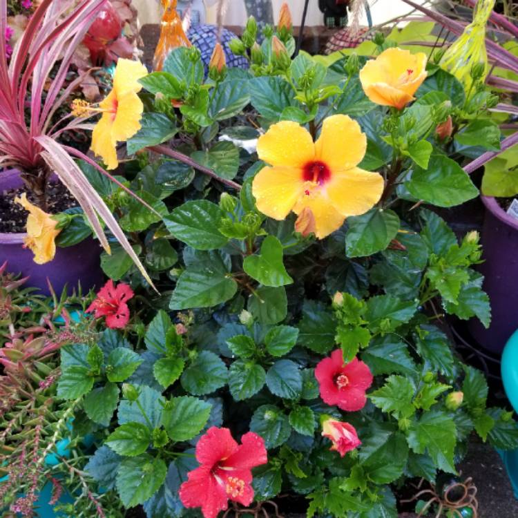 plant image 854391 plant image 854391