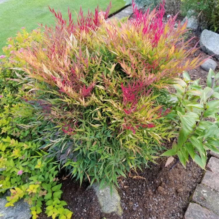 plant image 855166 plant image 855166