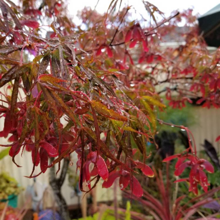 plant image 855562 plant image 855562