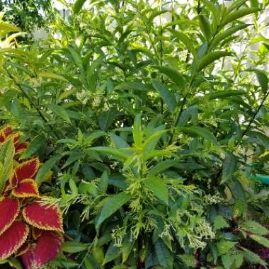 Cestrum nocturnum