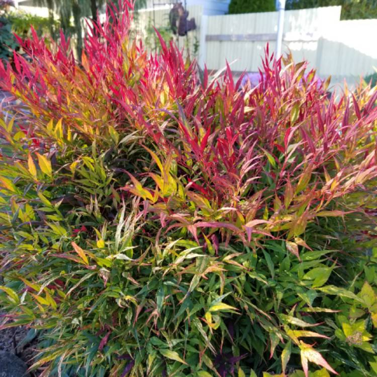 plant image 858102 plant image 858102