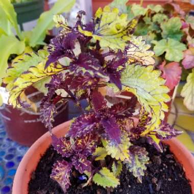 Solenostemon scutellarioides  syn. Plectranthus scutellarioides, Coleus scutellarioides, Coleus blumei