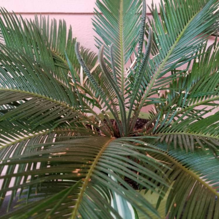 plant image 862439 plant image 862439