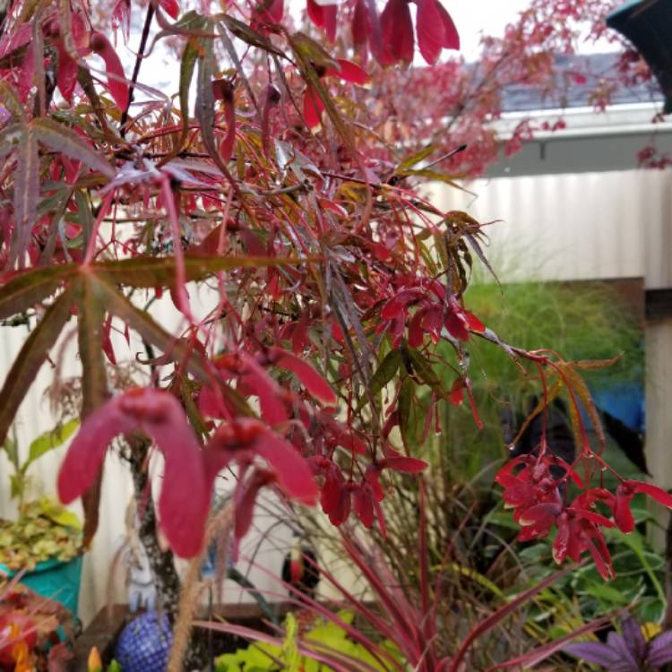 plant image 864280 plant image 864280