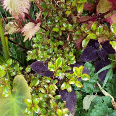 Coprosma repens 'Tequila Sunrise'