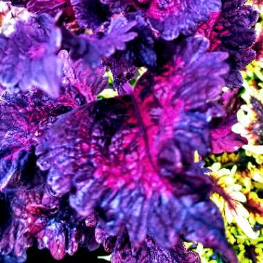 Solenostemon scutellarioides  syn. Plectranthus scutellarioides, Coleus scutellarioides, Coleus blumei
