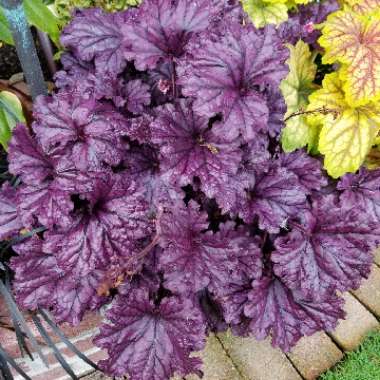 Heuchera 'Forever Purple'