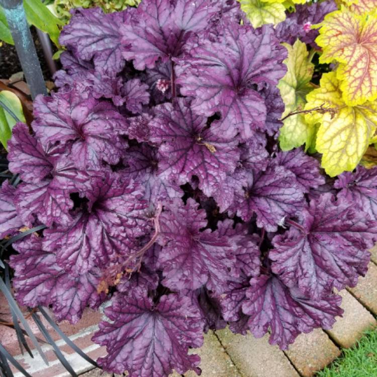 plant image 867374 plant image 867374