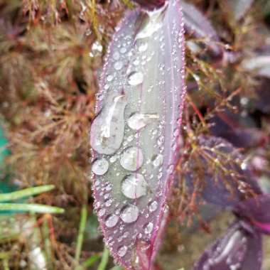 Tradescantia spathacea 'Versicolor' syn. Tradescantia spathacea 'Tricolor', Rhoeo spathacea 'Tricolor'