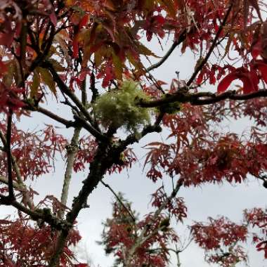 Acer palmatum