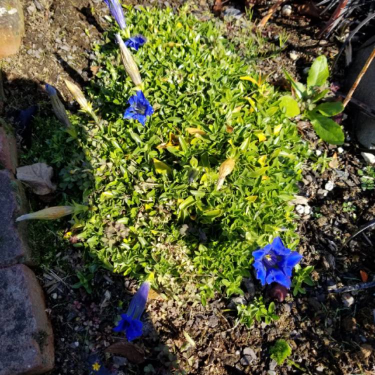 plant image 871228