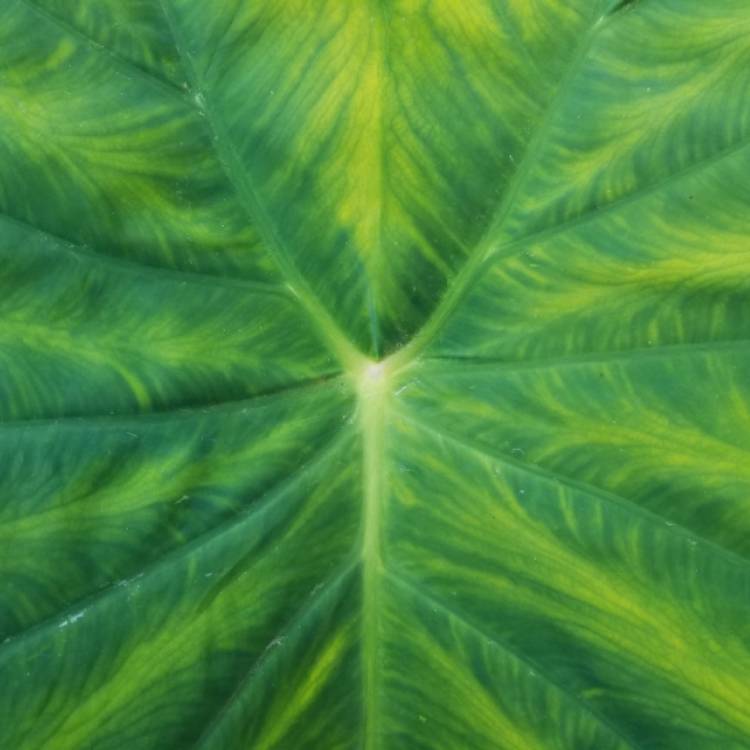 plant image 874671 plant image 874671