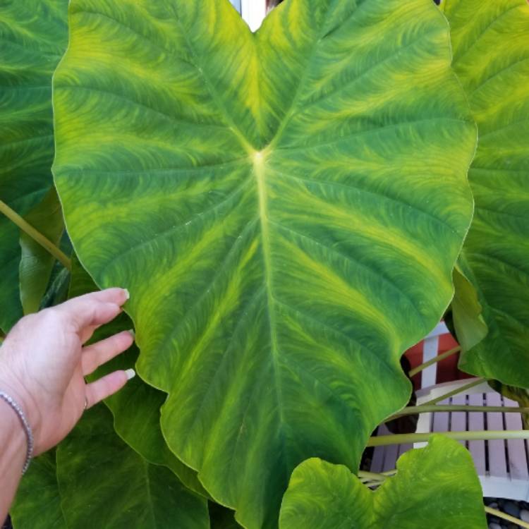plant image 875689 plant image 875689