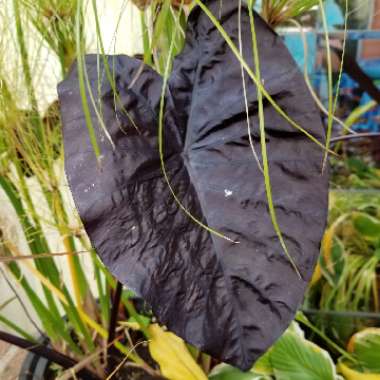 Colocasia esculenta 'Electric Blue Gecko' (Gecko Series)