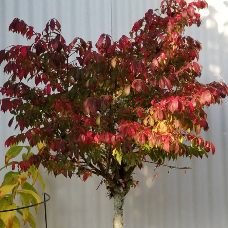 Plant image Euonymus alatus