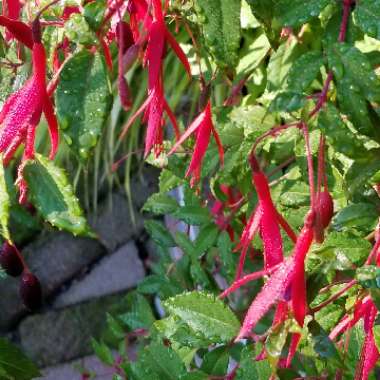 Fuchsia