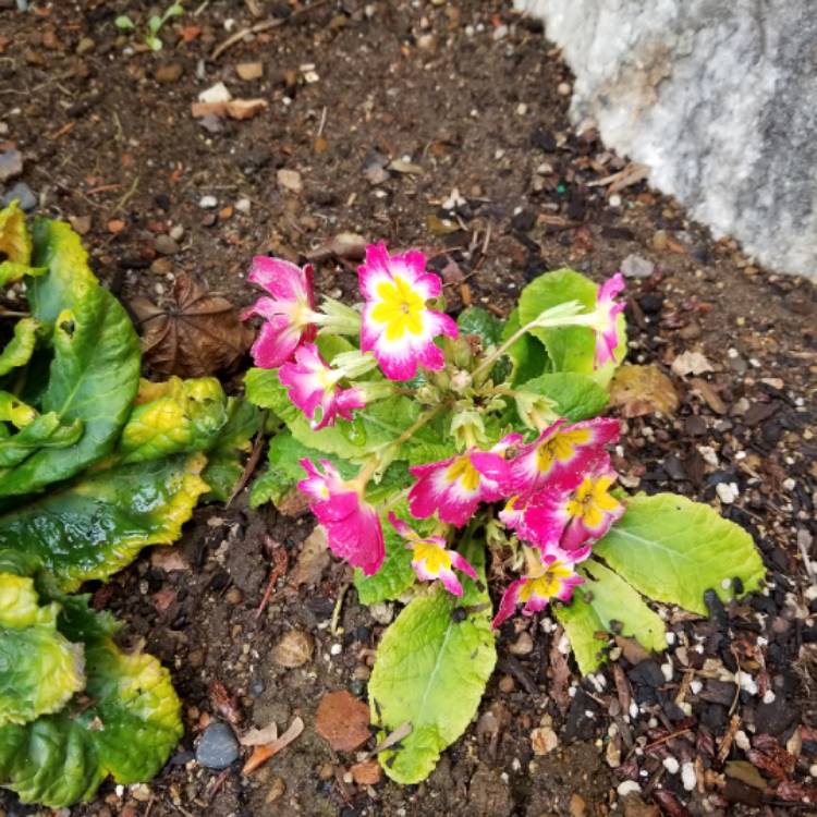 plant image 883838 plant image 883838