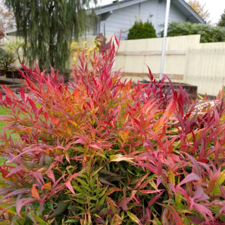 plant image 885529 plant image 885529