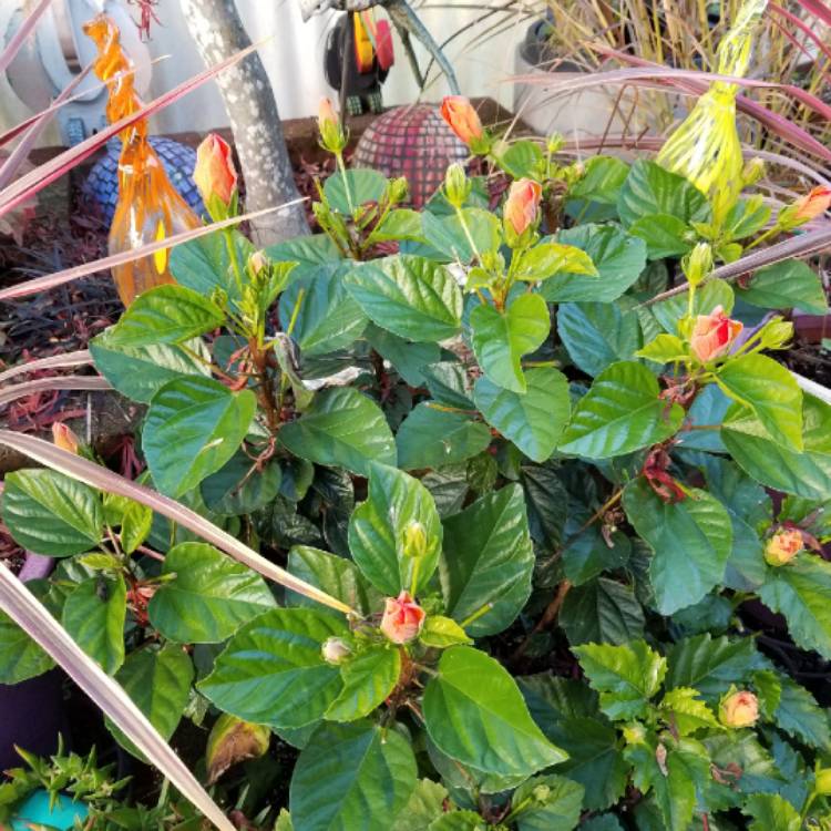 plant image 888592 plant image 888592