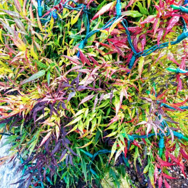 plant image 900326 plant image 900326