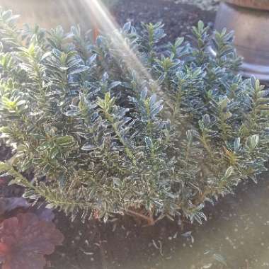 Euonymus japonicus 'Microphyllus Albovariegatus'