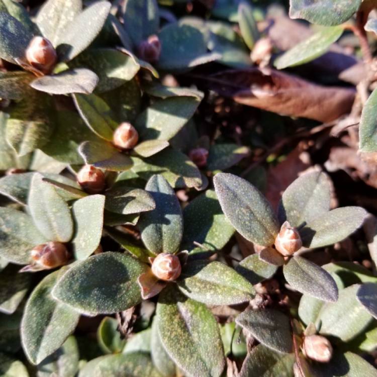 plant image 921985