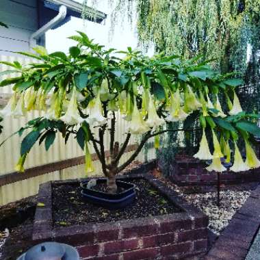 Brugmansia 'Betty Marshall'
