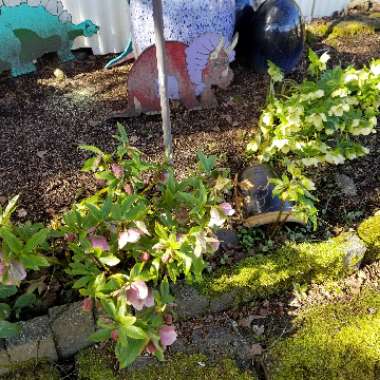 Helleborus