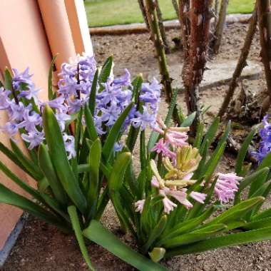 Hyacinthus orientalis